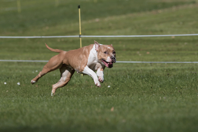 Bo4I8436 33880972445 O