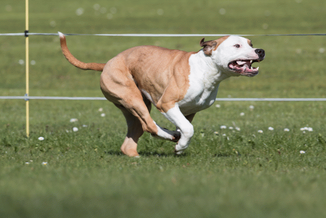 Bo4I8401 33880979085 O