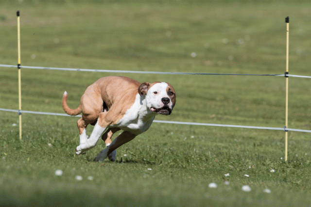 Bo4I8399 33880979585 O