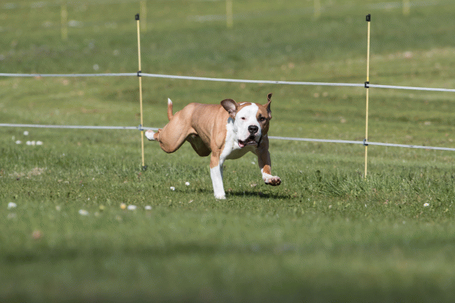 Bo4I8397 33880979615 O