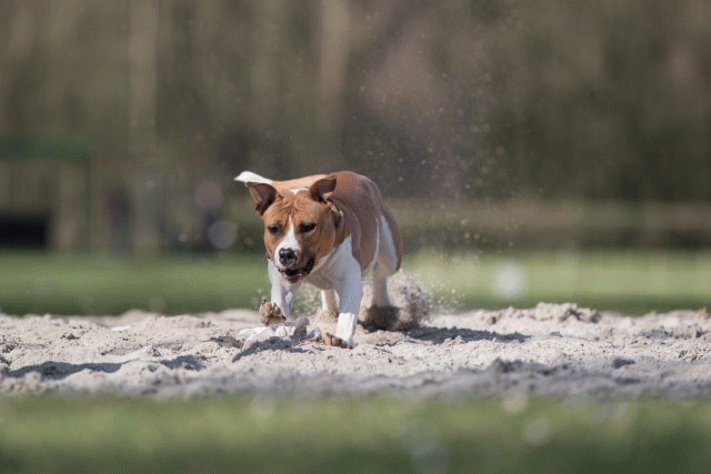 Bo4I8347 33880986705 O