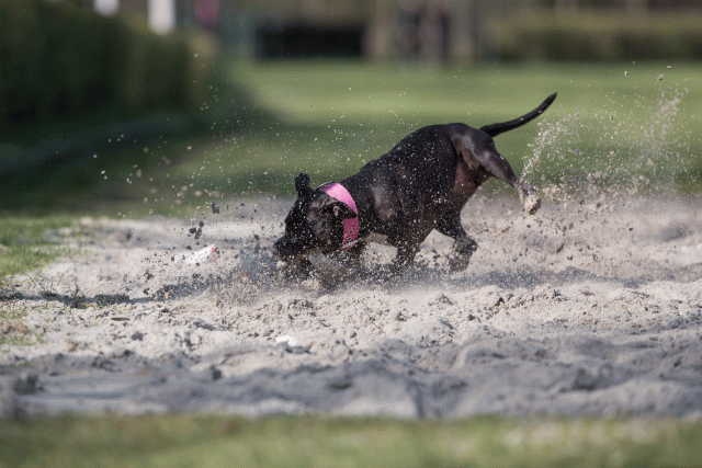 Bo4I8341 33880987555 O