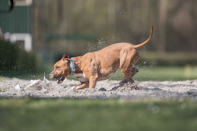 Bo4I8336 33880988885 O