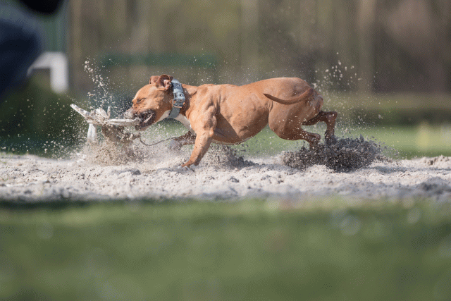 Bo4I8334 33880989885 O