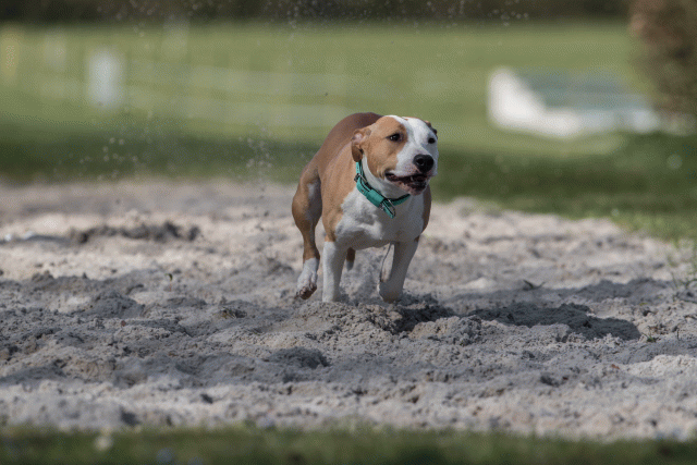 Bo4I8297 33880995315 O