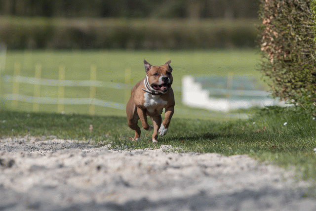 Bo4I8302 33880995525 O