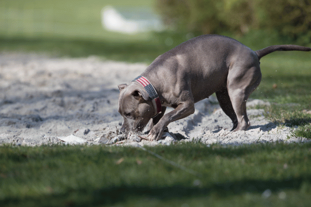 Bo4I8295 33880996365 O