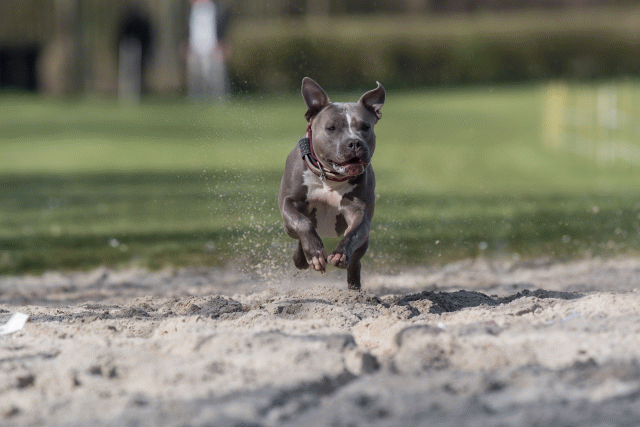 Bo4I8286 33880997705 O