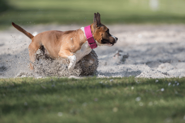 Bo4I8282 33880998265 O