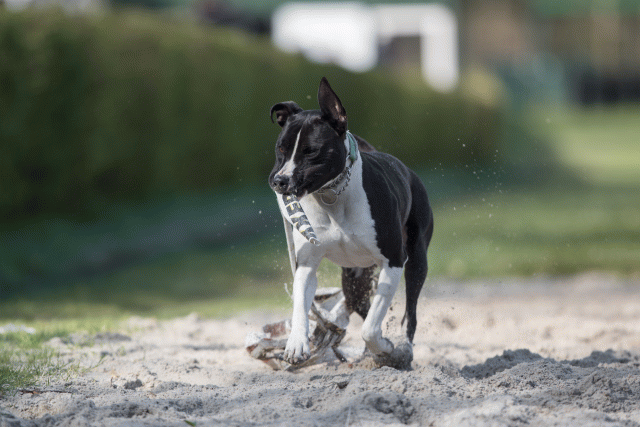 Bo4I8204 32999337944 O