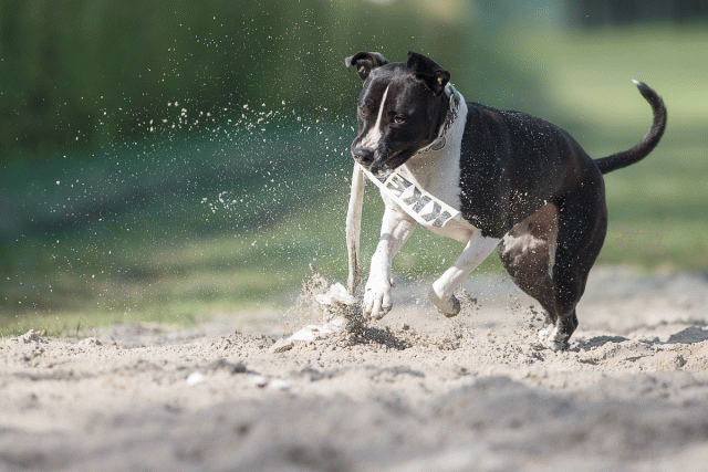 Bo4I8201 Editsmall 32999338154 O