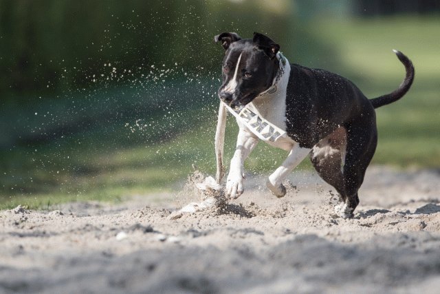 Bo4I8201 32999338904 O