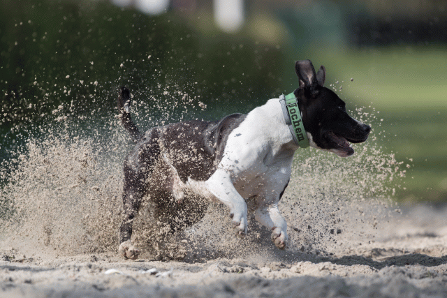 Bo4I8196 32999339344 O