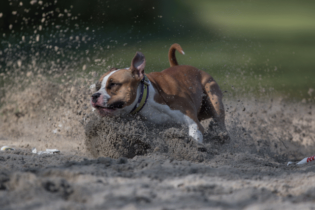 Bo4I8188 32999340454 O