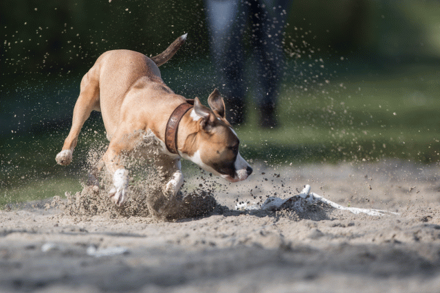 Bo4I8180 32999341024 O