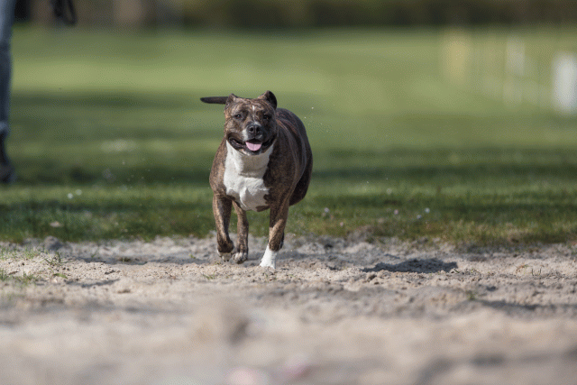 Bo4I8165 32999343324 O