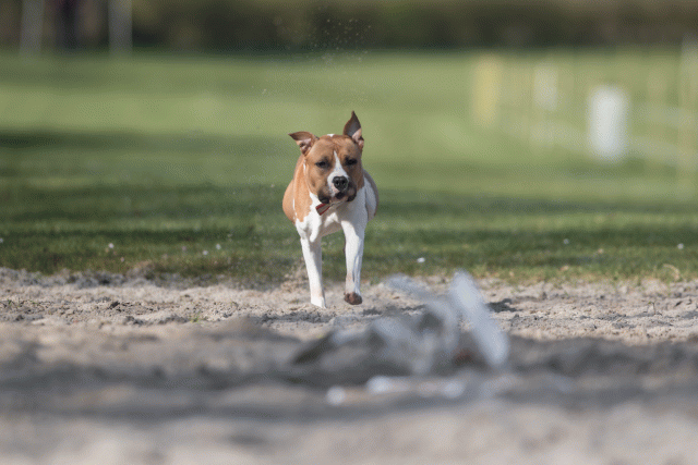 Bo4I8148 32999345954 O