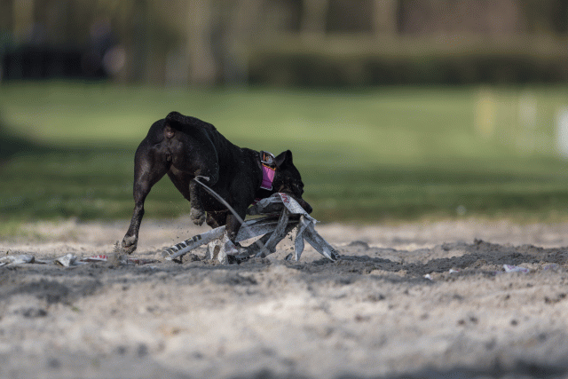 Bo4I8145 32999346334 O