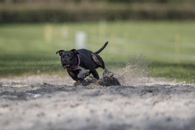 Bo4I8138 32999346804 O