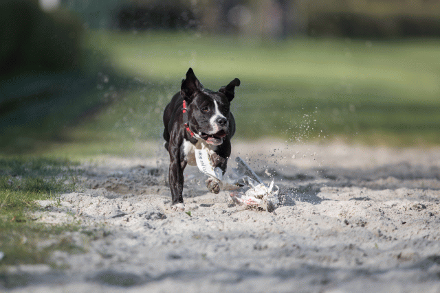 Bo4I8121 32999347854 O