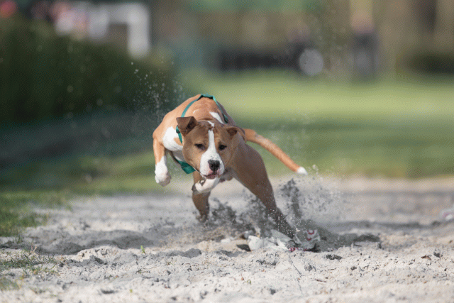 Bo4I8027 32999355554 O