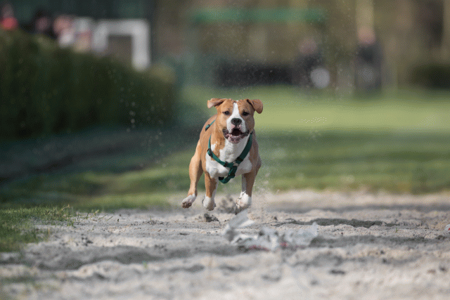 Bo4I8025 32999355844 O