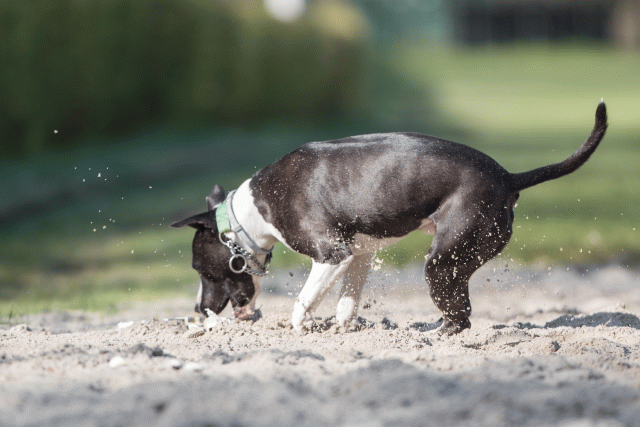 Bo4I8200 33029303513 O