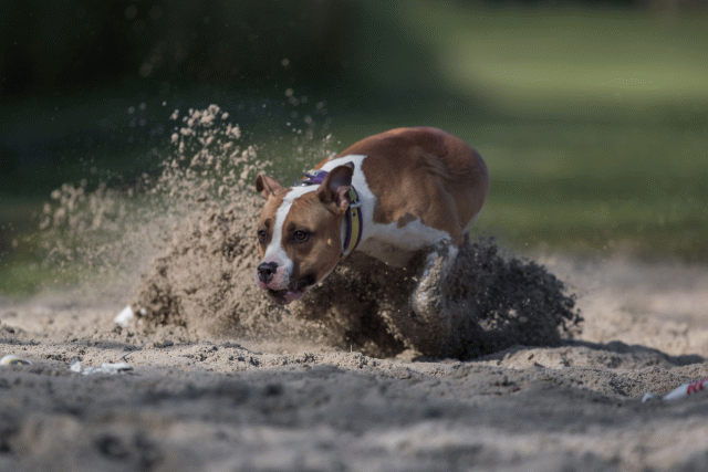 Bo4I8187 33029304913 O