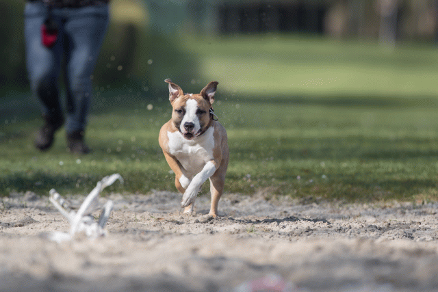 Bo4I8176 33029305973 O