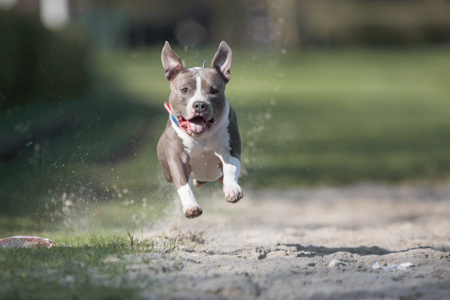 Bo4I8173 33029307103 O