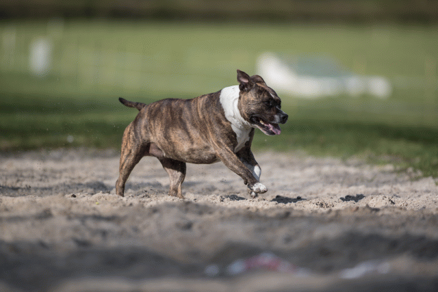 Bo4I8168 33029308703 O