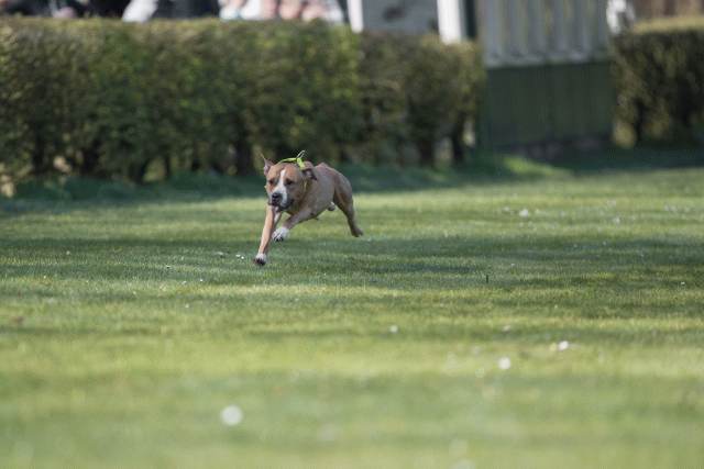 Bo4I8161 33029310233 O