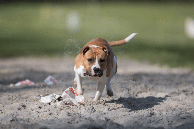 Bo4I8154 33029311263 O