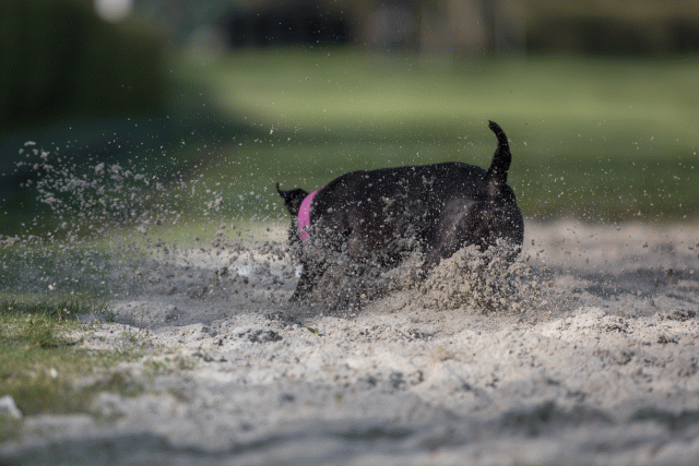 Bo4I8142 33029315513 O