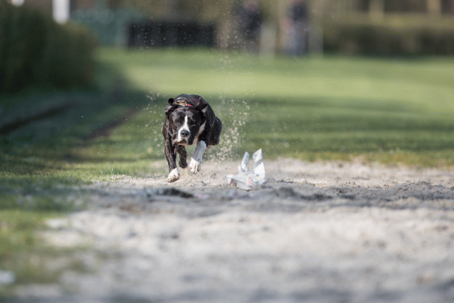 Bo4I8118 33029320813 O