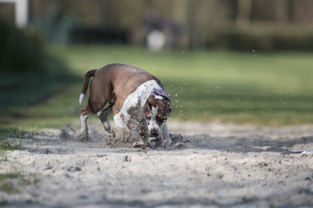 Bo4I8113 33029322653 O