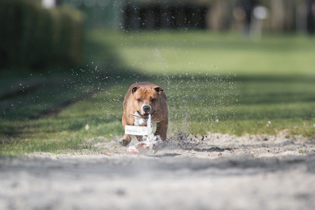 Bo4I8099 33029325003 O