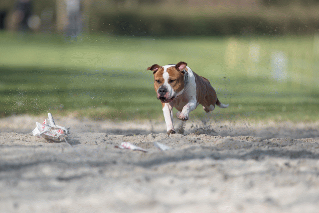 Bo4I8043 33029336133 O