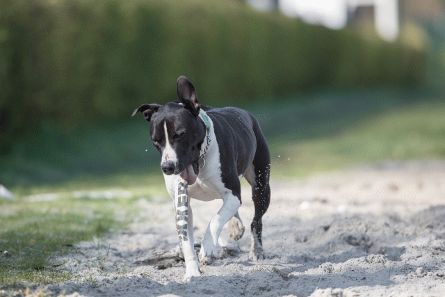 Bo4I8206 33458309100 O