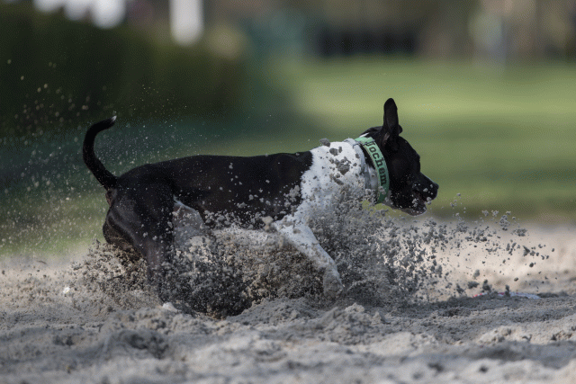 Bo4I8198 33458309770 O