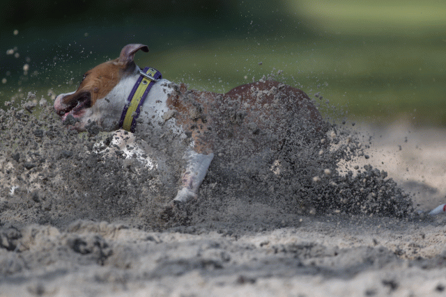 Bo4I8189 33458310950 O