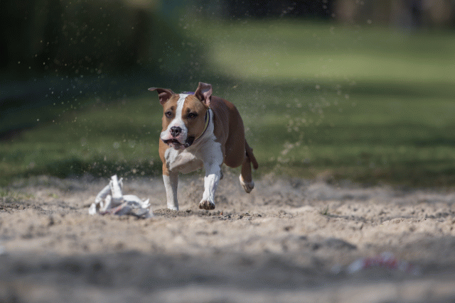 Bo4I8185 33458311550 O