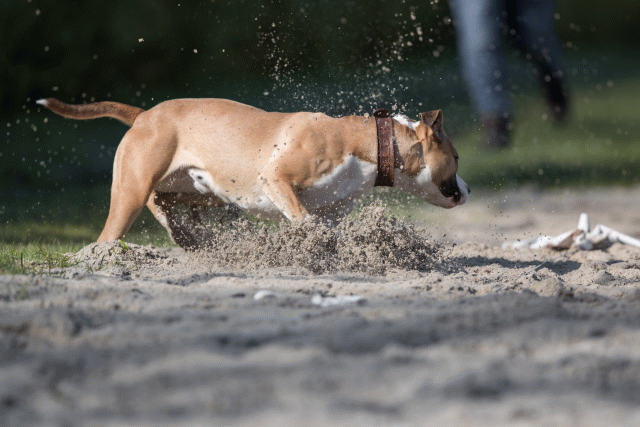 Bo4I8181 33458312100 O