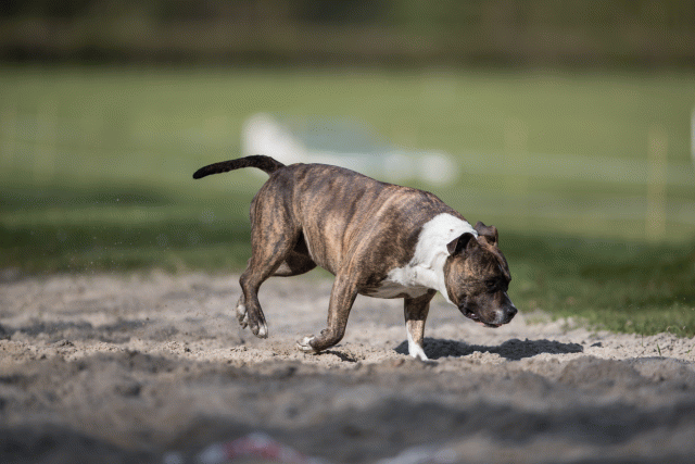 Bo4I8169 33458314230 O