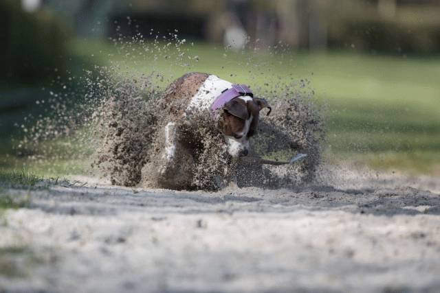 Bo4I8110 33458323740 O