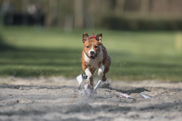 Bo4I8050 33458328620 O