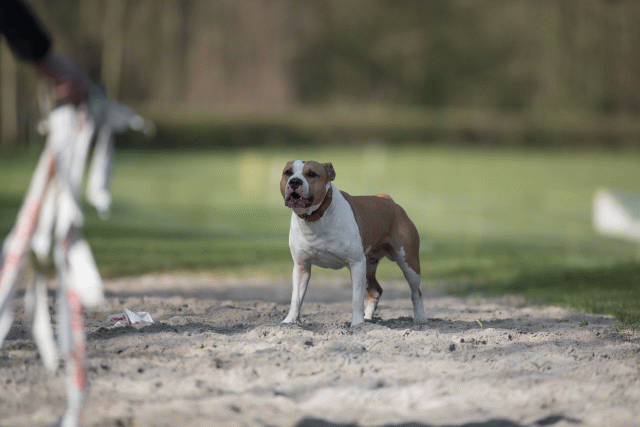 Bo4I8038 33458332990 O