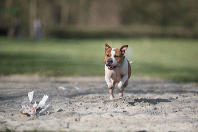 Bo4I8046 33458333000 O