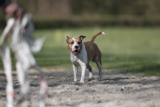 Bo4I8036 33458333150 O