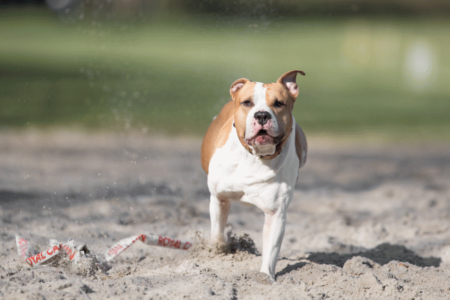 Bo4I8034 33458333310 O